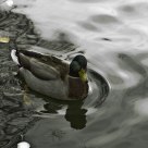 pato